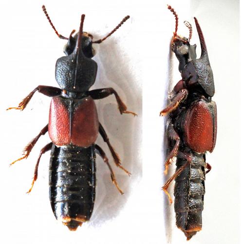 Bledius sp.